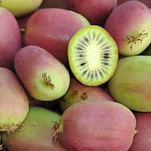 Актинідія аргута Ананасна (горщик 0,5л)