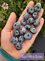 Саджанці лохини Бригітта Блю (4 роки, контейнер 5л)