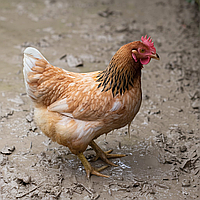 Як підтримувати оптимальний рівень вологи в курнику?