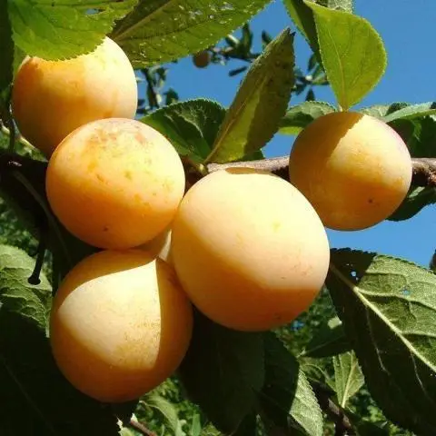 Слива "Голден Дроп" (Золота Крапля), фото 1