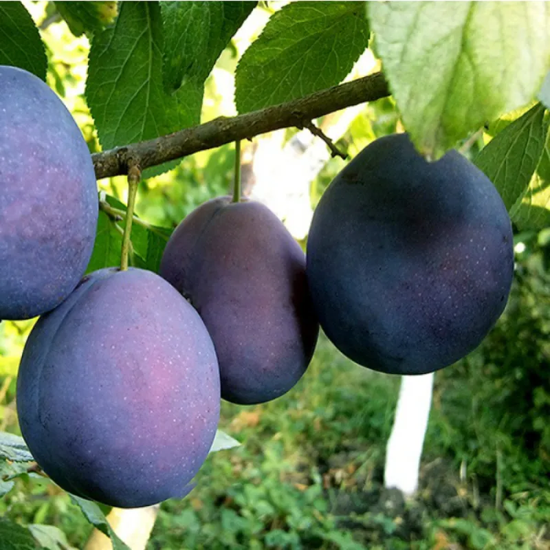Слива "Хаганта" (крупноплідна, зимостійка)