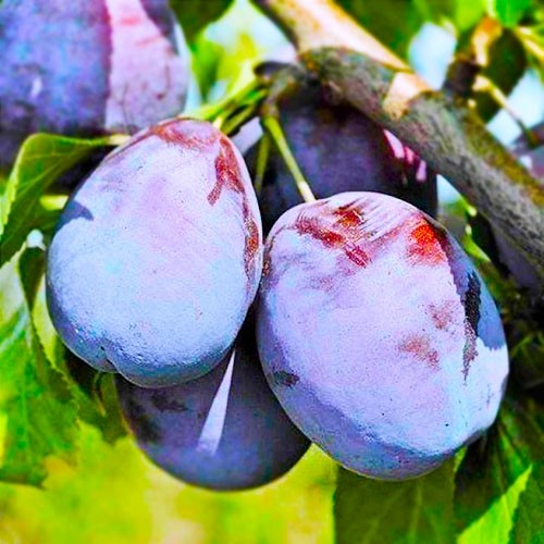 Слива "Амерс" (осінній сорт, пізній строк достигання)