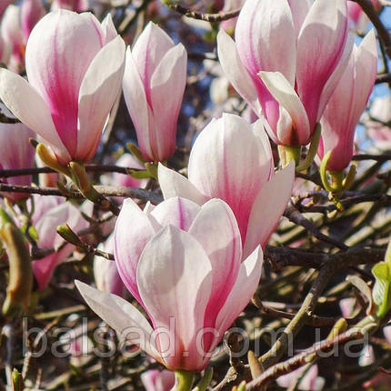 Магнолія на штамбі Кейт Брук / h 160-180 / Magnolia Kate Brook, фото 1