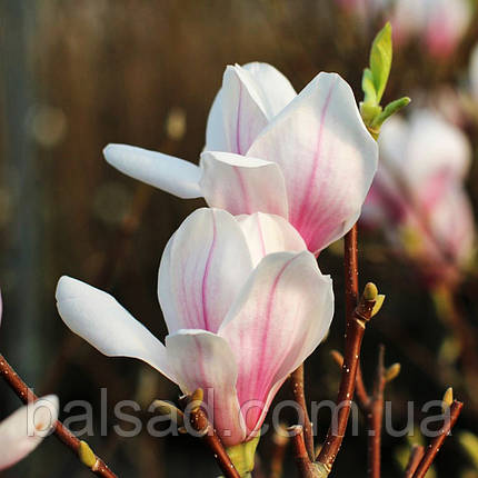 Магнолія на штамбі Кейт Брук / h 160-180 / Magnolia Kate Brook, фото 3