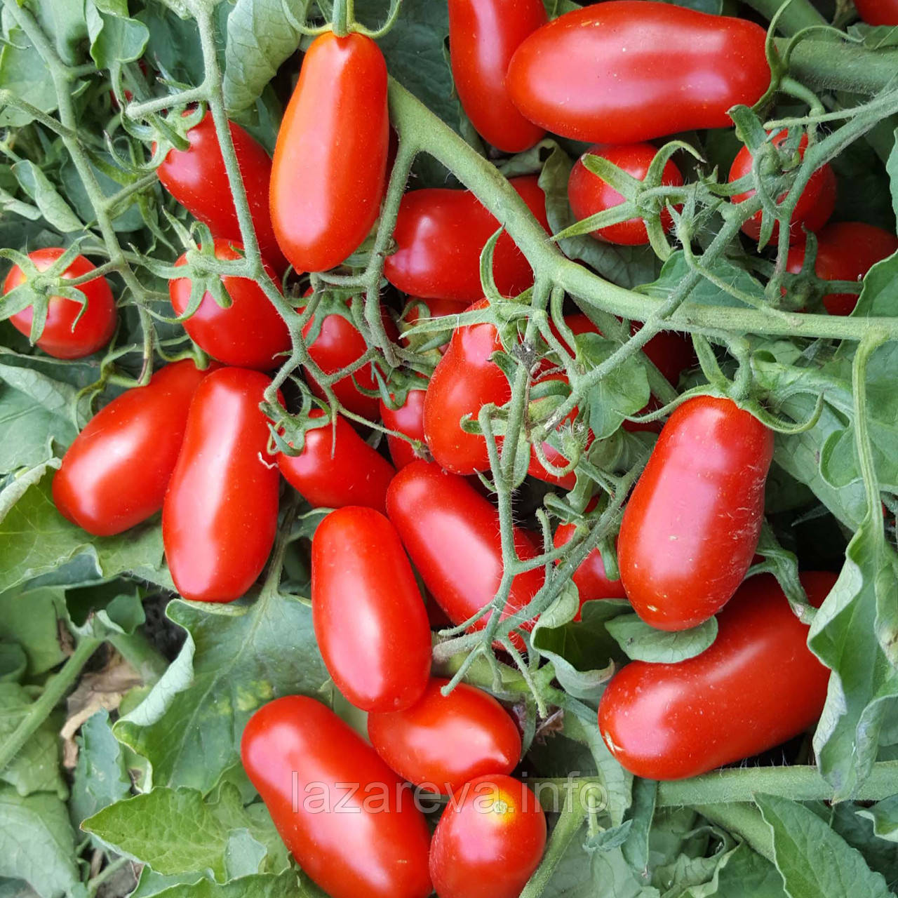 Міні Сан Марцано "Mini San Marzano" 15 нас, фото 1
