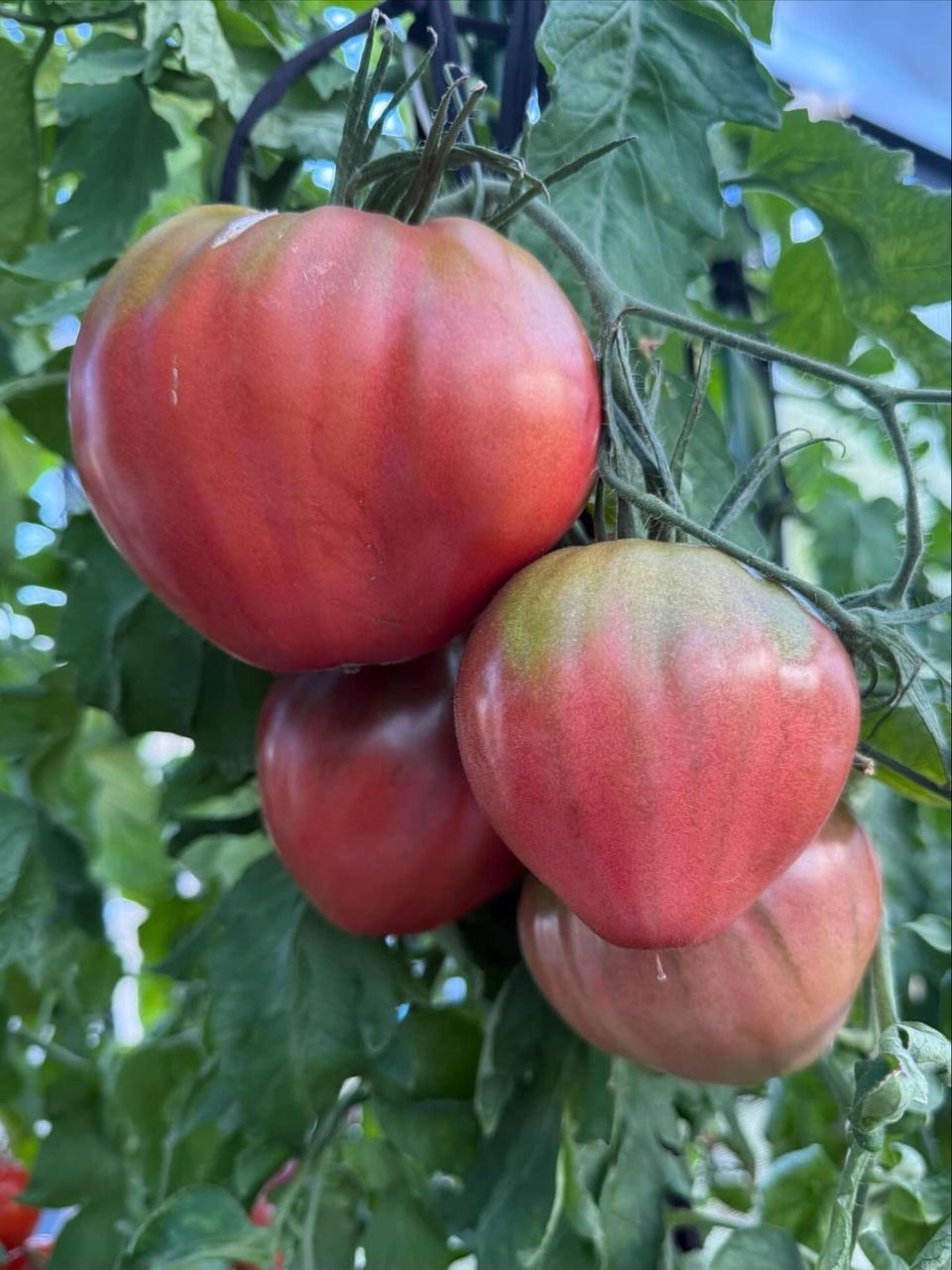 Насіння томату Тундра (Tundra) 15 шт, фото 1