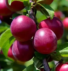 Сливово- вишневий гібрид  "Компас" (імунний, скороплідний сорт)