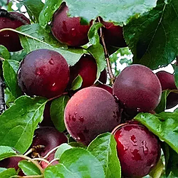 Сливово-черешневий гібрид "Світ Тріат" (дуже солодкий сорт)