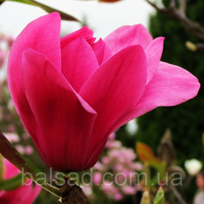 Магнолія Янс Ред / С7,5 / h 120-140 / Magnolia Ian's Red