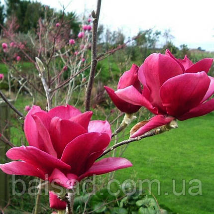 Магнолія Янс Ред / С7,5 / h 120-140 / Magnolia Ian's Red, фото 3