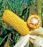 Насіння кукурудзи середньостиглий гібрид ШЕНК ФАО 330 НК Гран 2024 рік, фото 4