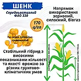 Насіння кукурудзи середньостиглий гібрид ШЕНК ФАО 330 НК Гран 2024 рік, фото 5