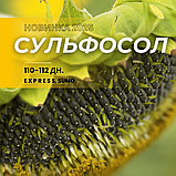 Насіння соняшнику гібрид Сульфосол 110-112 дн під ГРАНСТАР ЕКСТРА 2024 рік, фото 3