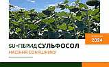 Насіння соняшнику гібрид Сульфосол 110-112 дн під ГРАНСТАР ЕКСТРА 2024 рік, фото 4