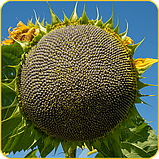 Насіння соняшнику гібрид Грифон (НС 7640) під Євро-Лайтнінг , СТАНДАРТ, ТОВ "ЭВРОСЕМ", 2024 рік, фото 3