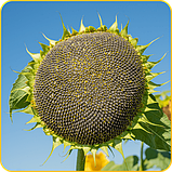 Насіння соняшнику гібрид ГРУТ (110-115 дн) під Євро-Лайтнінг ОСНОВА ЭВРОСЕМ 2025 рік, фото 2