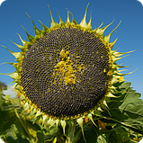 Насіння соняшнику гібрид Сумо 007 (НС 6059) (109-114 дн) під Гранстар ОСНОВА ЭВРОСЕМ 2025 рік, фото 3