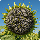 Насіння соняшнику гібрид Авалон 7+ (НС 6046) (97-102 дн) ОСНОВА ЭВРОСЕМ 2025 рік, фото 2