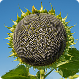 Насіння соняшнику гібрид АЯКС НС (DFSP)  (109-114 дн) ОСНОВА ЭВРОСЕМ 2025 рік, фото 2