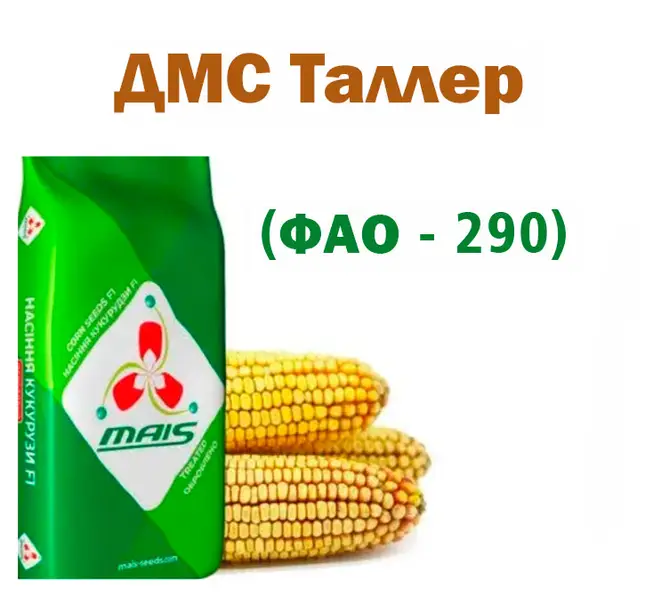 Насіння кукурудзи середньоранній гібрид ДМС Таллер (ФАО 290), МAIS, 2024 рік