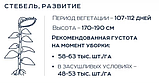 Насіння соняшнику гібрид ПЕГАС (НС 6341) (107-112 дн) під Євро-Лайтнінг ОСНОВА ЭВРОСЕМ 2025 рік, фото 4