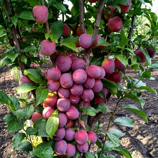 "Імперіал" Слива Колоновидна, фото 1