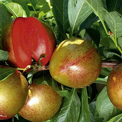 Апріум "Флейвор Супреме" (гібрид сливи та абрикос, селекції США)