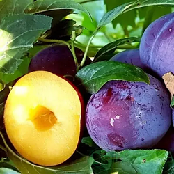 Гібрид "Нектаприум" нектаринова слива