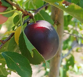 "Плумкот" (слива-абрикос) Априсалі