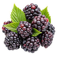 ОЖИНОМАЛИНА