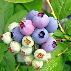 Саджанці лохини Елліот (3 роки, контейнер 3л)