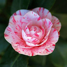 Камелія японська William Bartlett 2 річна, Камелия японская Вильям Бартлет, Сamellia japonica William Bartlett