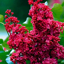 Бузок Червона Мрія