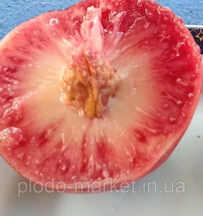 Новинка! Нектарин "Медова насолода" (англійський супер ранній сорт), фото 1