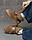 Жіночі UGG beg T53-2 НП4986, фото 4