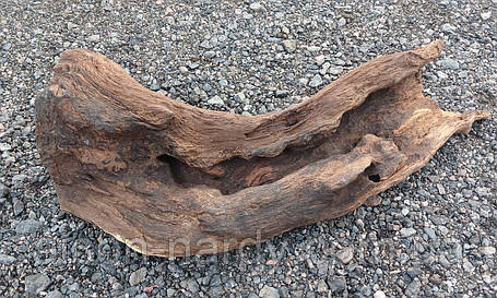 Корінь, корч для декору, творчості, рукоділля 550х170х200мм., фото 1