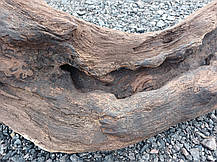 Корінь, корч для декору, творчості, рукоділля 550х170х200мм., фото 6
