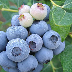 Саджанці лохини Легасі (3 роки, контейнер 3л)