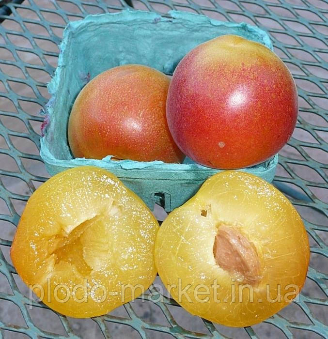 Новинка! Гібрид персик+абрикос "Ромео" (абрикос зі смаком персика), фото 1