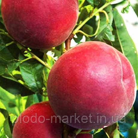 Персик "Річ Мей" (ультра ранній сорт персика), фото 1