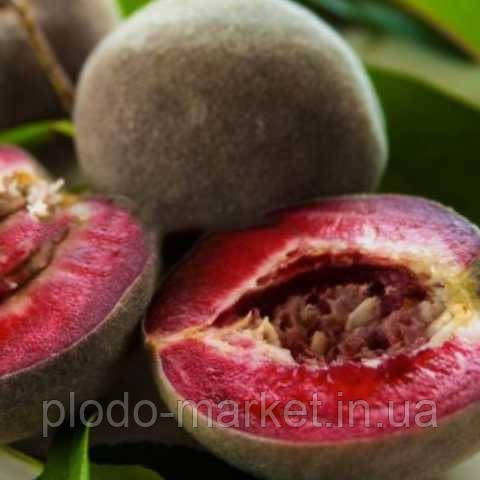 Новинка! Гібрид слива+абрикос "Медіна" (супер солодкий сорт), фото 1