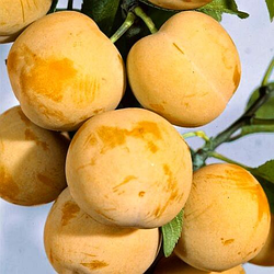 Слива "Біла медова" (літній сорт, ранній термін дозрівання)