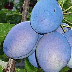 Слива "Емпресс" (Імператриця) (зимостійка, високоврожайна)