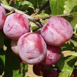 Слива "Ренклод Альтана" (літній сорт, середній термін дозрівання)