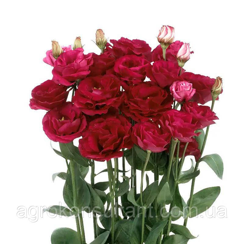 Насіння Еустома Розита F1 червона (Sakata), 5 насінин