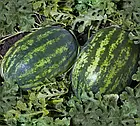 Кавун Балу F1 (KS 165) Kitano Seeds/Японія 10 шт (zip-paket), фото 3