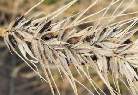 Tilletia controversa