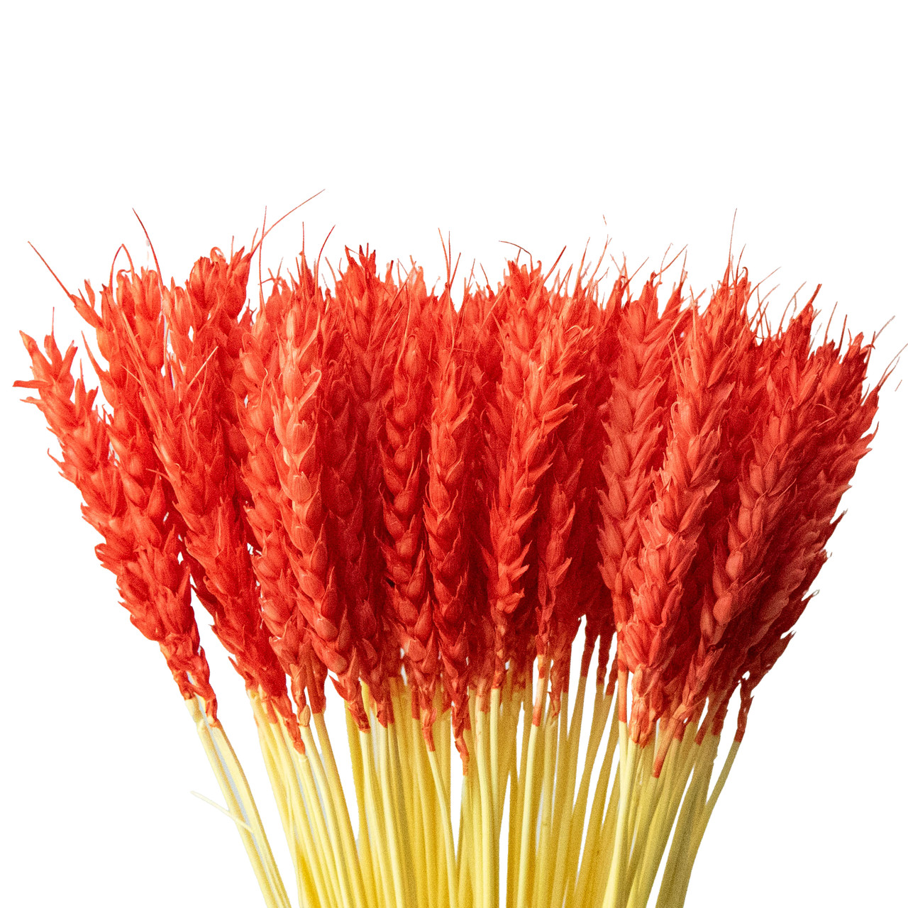 Колоски пшениці декоративні (10 штук, червоні)