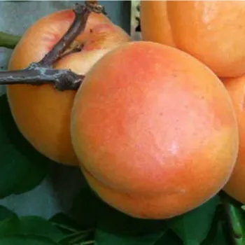 Абрикос "Прімаріс" (великоплідний, ранній термін), фото 1