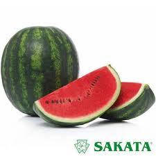 Кавун Сенсей F1 Sakata/Японія 10 шт (zip-paket)